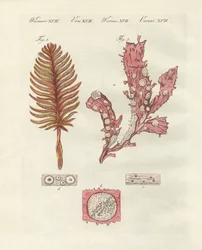 Différents types de zoophytes ou plantes ornementales