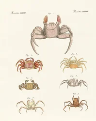 Différents types de crabes