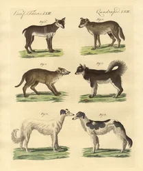 Différentes races de chiens
