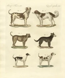 Différentes sortes de chiens