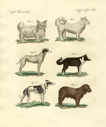 Différentes sortes de chiens