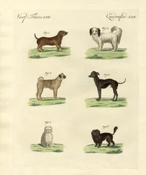 Différentes sortes de chiens