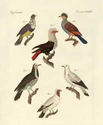 Différents types de pigeons étrangers (gravure en couleur)