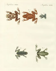 Différents types de grenouilles arboricoles étrangères (gravure en couleur)