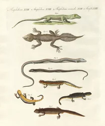 Différentes espèces de lézards