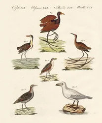 Différentes sortes d