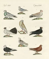 Différents types de pigeons