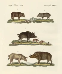 Différents types de cochons
