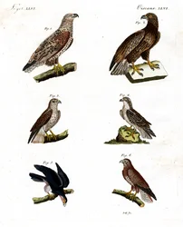 Différents types de rapaces