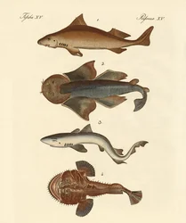 Différents types de requins