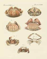 Différents types de crevettes et de crabes (gravure en couleur)