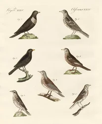Différentes sortes de grives