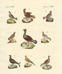 Différentes sortes de râles