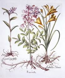 Dictame, helléborine blanche et lys jaune, de Hortus Eystettensis, par Basil Besler, pub. 1613