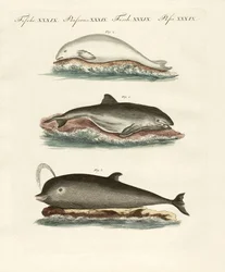 Dauphins