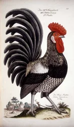Coq domestique - Traité allemand du 18ème siècle.