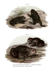 Crapaud de Dorbigny