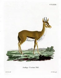 Gazelle Dorcas
