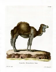 Dromadaire