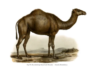 Dromadaire, 1860