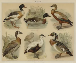 Canards
