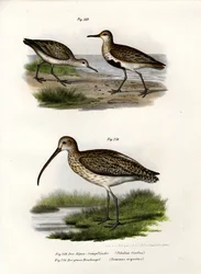 Combattant varié, 1864