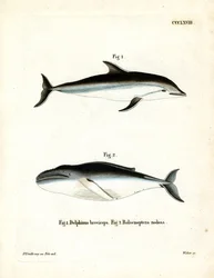 Dauphin obscur