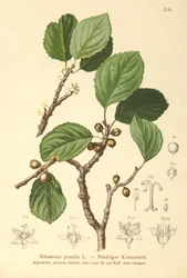 Nerprun nain (Rhamnus pumila)