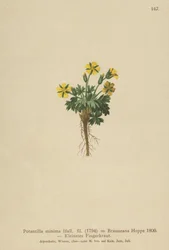 Potentille naine (Potentilla minima)