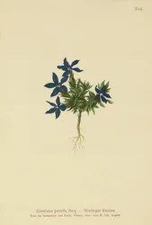 Gentiane naine (Gentiana pumila)
