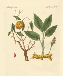 Plantes tinctoriales