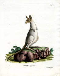 Kangourou gris de l