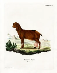 Chèvre Égyptienne