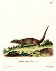 Mangouste égyptienne