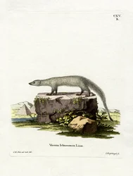 Mangouste égyptienne