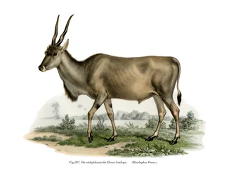 Éland, 1860