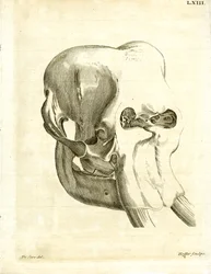 Crâne d