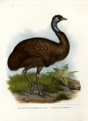 Casoar à casque, 1864