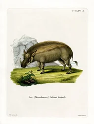 Phacochère érythréen