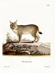 Lynx eurasien