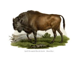 Bison européen, 1860