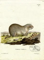 Spermophile européen