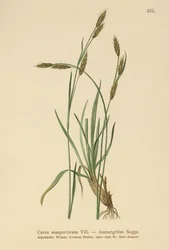 Laîche sempervirente