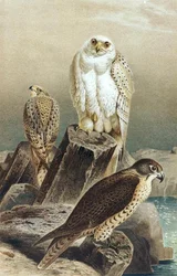 Faucon, planche de "Brehms Tierleben: Allgemeine Kunde des Tierreichs", vol.6, p.215, publié par Bibliographisches Institut