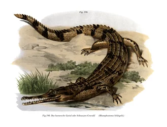 Faux gavial