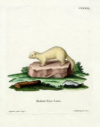 Furet