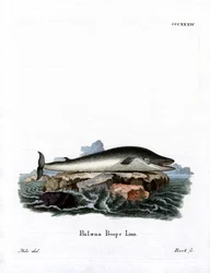 Baleine à Nageoires