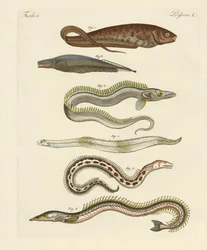 Poissons