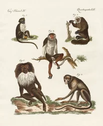 Cinq sortes de singes