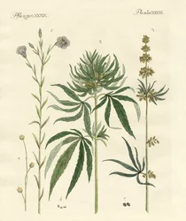Lin et chanvre